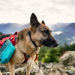 The Best Dog Backpacks for Hiking and Adventure: Top Picks for Active Dogs