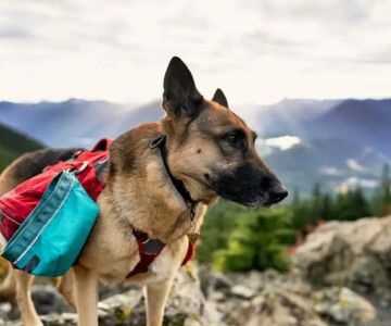The Best Dog Backpacks for Hiking and Adventure: Top Picks for Active Dogs