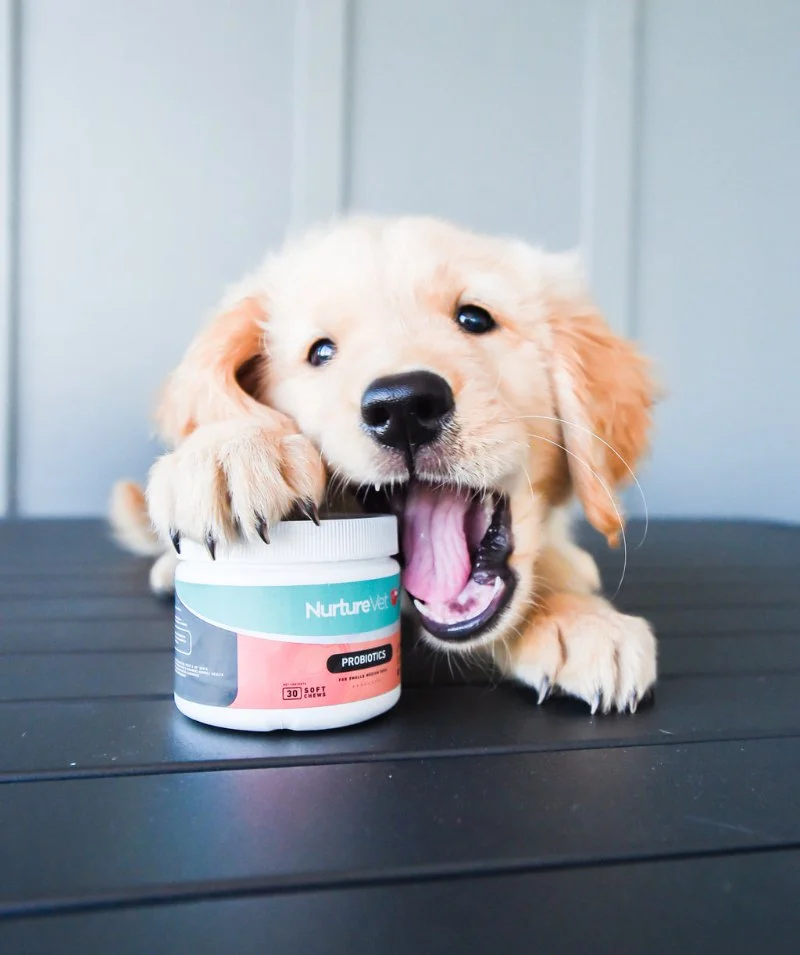 Best Canine Probiotics for a Healthy Gut: Top Picks for Your Dog’s Digestive Health