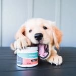 Best Canine Probiotics for a Healthy Gut: Top Picks for Your Dog’s Digestive Health