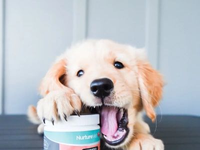 Best Canine Probiotics for a Healthy Gut: Top Picks for Your Dog’s Digestive Health