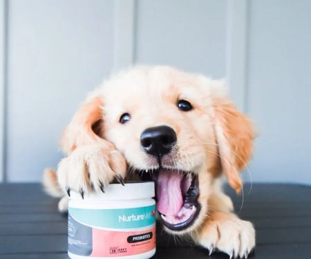 Best Canine Probiotics for a Healthy Gut: Top Picks for Your Dog’s Digestive Health