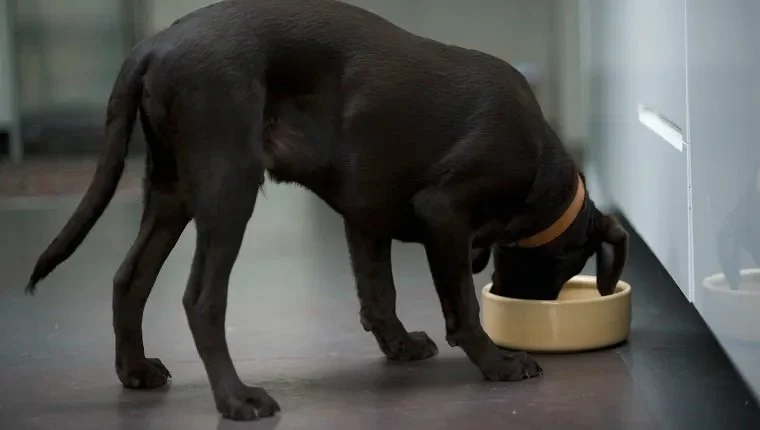 How to Help a Dog With Irritable Bowel Syndrome