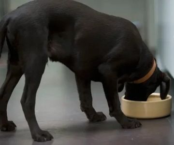 How to Help a Dog With Irritable Bowel Syndrome