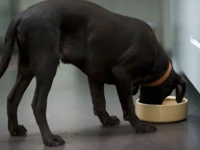 How to Help a Dog With Irritable Bowel Syndrome