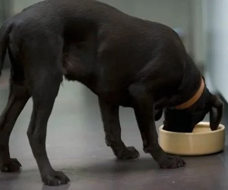 How to Help a Dog With Irritable Bowel Syndrome