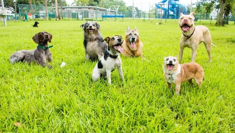 Best Dog Parks in Major US Cities and Safety Tips