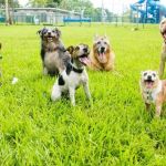 Best Dog Parks in Major US Cities and Safety Tips