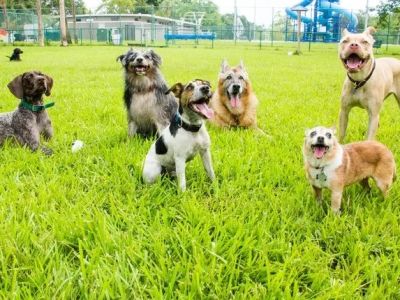Best Dog Parks in Major US Cities and Safety Tips