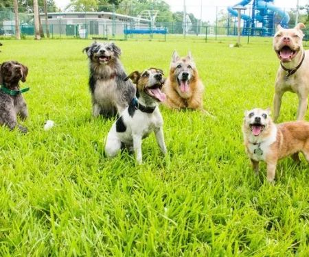 Best Dog Parks in Major US Cities and Safety Tips
