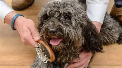 Best Dog Grooming Brushes for Every Coat Type