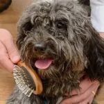 Best Dog Grooming Brushes for Every Coat Type