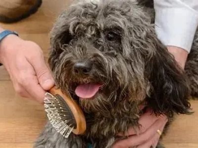 Best Dog Grooming Brushes for Every Coat Type