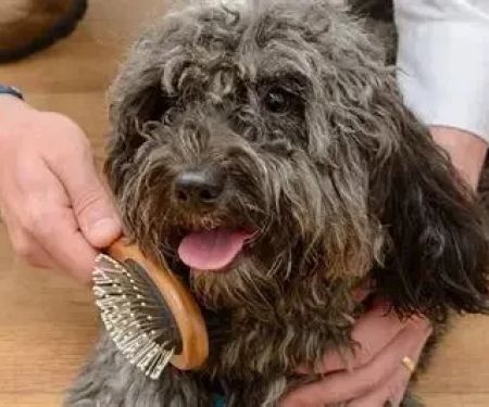 Best Dog Grooming Brushes for Every Coat Type