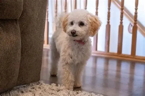 How to Train Dogs to Be Calm at Home Alone