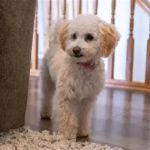 How to Train Dogs to Be Calm at Home Alone