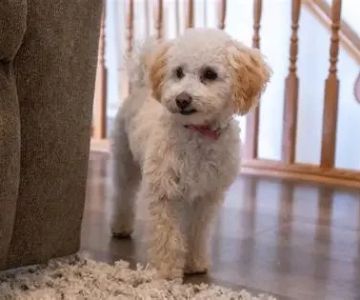 How to Train Dogs to Be Calm at Home Alone