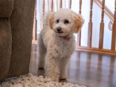 How to Train Dogs to Be Calm at Home Alone