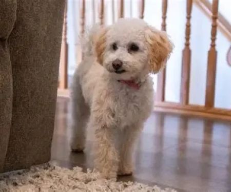 How to Train Dogs to Be Calm at Home Alone