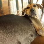 How to Help a Pregnant Dog: Care Tips and Nutrition