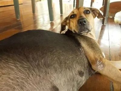 How to Help a Pregnant Dog: Care Tips and Nutrition