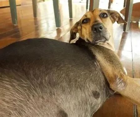 How to Help a Pregnant Dog: Care Tips and Nutrition