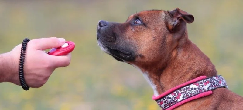 Best Dog Training Clickers and How to Use Them
