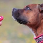 Best Dog Training Clickers and How to Use Them