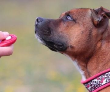 Best Dog Training Clickers and How to Use Them