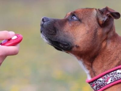 Best Dog Training Clickers and How to Use Them