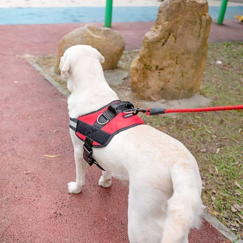 Best Dog Harnesses for Small and Toy Breeds | Pet & Puppy Guide