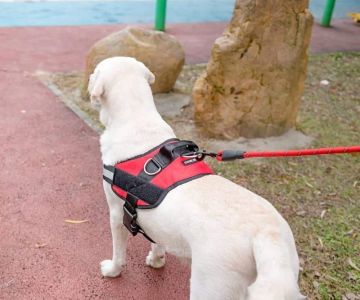 Best Dog Harnesses for Small and Toy Breeds | Pet & Puppy Guide