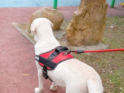 Best Dog Harnesses for Small and Toy Breeds | Pet & Puppy Guide