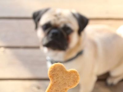 Best Dog Treat Recipes for Balanced Nutrition: Healthy and Tasty Ideas