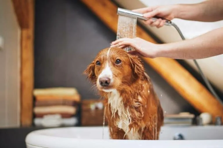 How to Bathe a Dog That Hates Water: Tips, Tricks, and Step-by-Step Guide