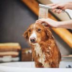 How to Bathe a Dog That Hates Water: Tips, Tricks, and Step-by-Step Guide