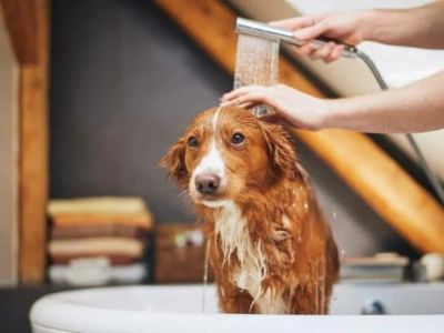How to Bathe a Dog That Hates Water: Tips, Tricks, and Step-by-Step Guide