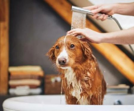 How to Bathe a Dog That Hates Water: Tips, Tricks, and Step-by-Step Guide
