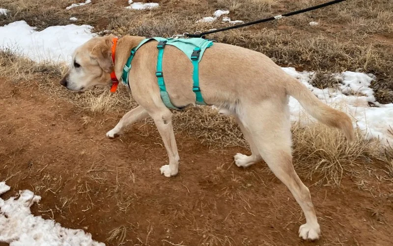 Best Dog Harnesses for Adventure Activities