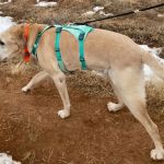 Best Dog Harnesses for Adventure Activities