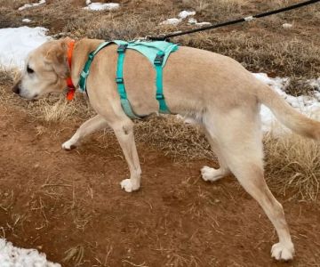 Best Dog Harnesses for Adventure Activities