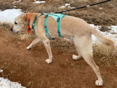 Best Dog Harnesses for Adventure Activities
