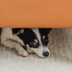 How to Help Dogs With Fear of New Places
