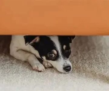 How to Help Dogs With Fear of New Places