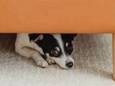 How to Help Dogs With Fear of New Places