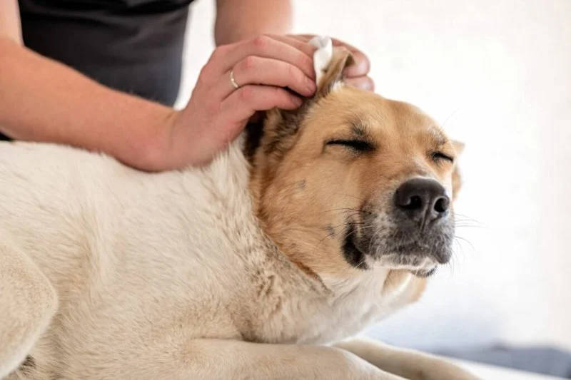 Why Is My Dog Scratching Its Ears So Much? Common Causes and Solutions