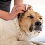 Why Is My Dog Scratching Its Ears So Much? Common Causes and Solutions
