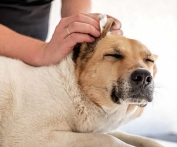 Why Is My Dog Scratching Its Ears So Much? Common Causes and Solutions