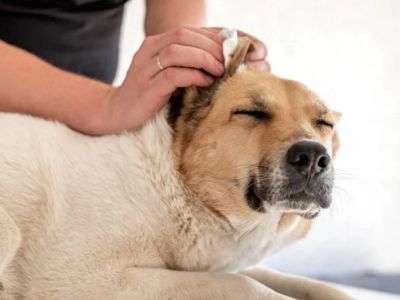 Why Is My Dog Scratching Its Ears So Much? Common Causes and Solutions