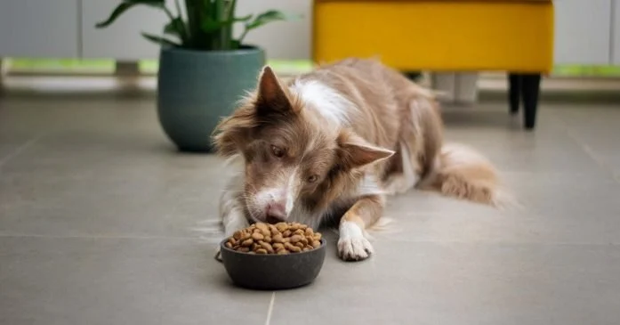 Best Dog Foods for Optimal Digestive Support